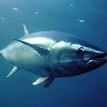 Plus de 40 espèces de poissons menacées en Méditerranée