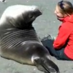 L&rsquo;éléphant de mer amoureux d&rsquo;une jeune fille
