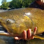 Combats avec des saumons chinook