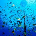 Dispositif de Concentration de Poisson (DCP)