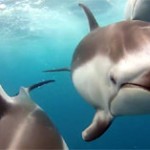 Rencontre avec des dauphins