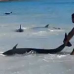 30 dauphins échoués sauvés par des baigneurs