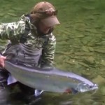 Saumon Atlantique en Gaspésie